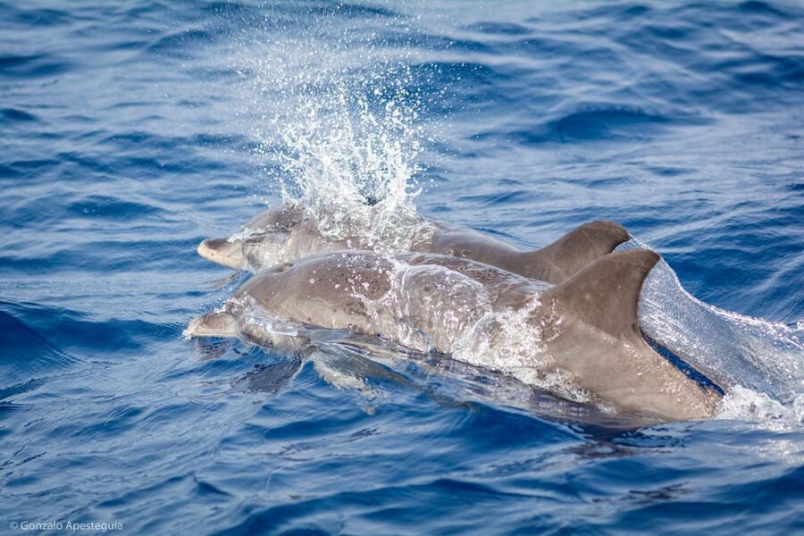 Lanzarote: Whale and Dolphin Watching Eco-Friendly Catamaran - Puerto Calero Dock F22: how the day starts