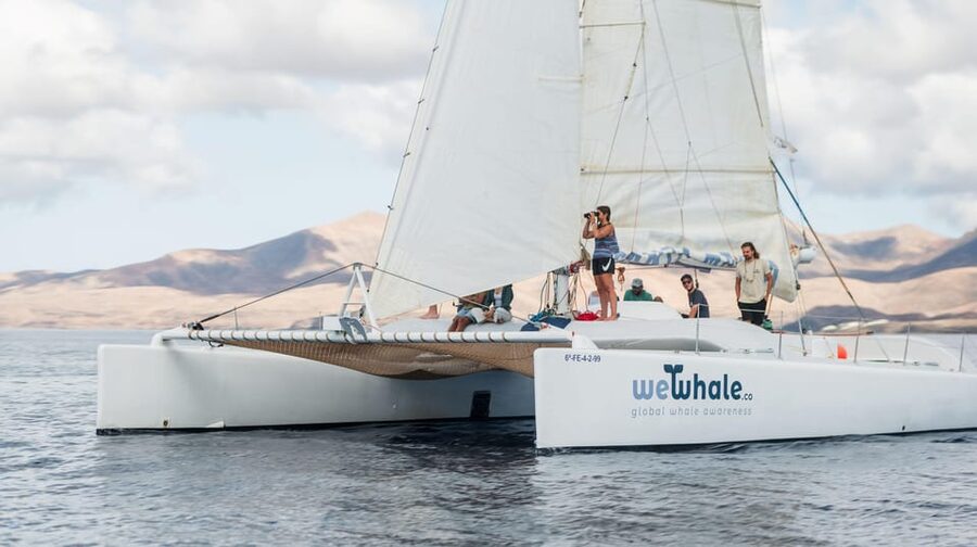 Lanzarote: Whale and Dolphin Watching Eco-Friendly Catamaran - How whales and dolphins are found: crew-led spotting + hydrophone magic