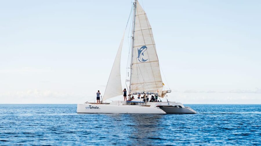 Lanzarote: Whale and Dolphin Watching Eco-Friendly Catamaran - The 4-hour structure: what you’ll actually do on the water