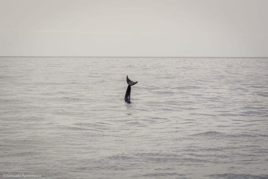 Lanzarote: Whale and Dolphin Watching Eco-Friendly Catamaran - The real draw: a fully electric, low-impact way to watch