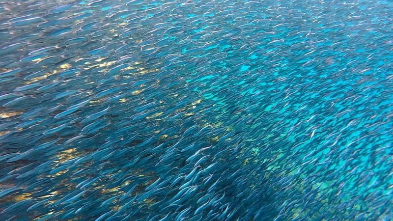 Lanzarote Your First Scuba Diving Experience - Key Highlights You’ll Feel Right Away