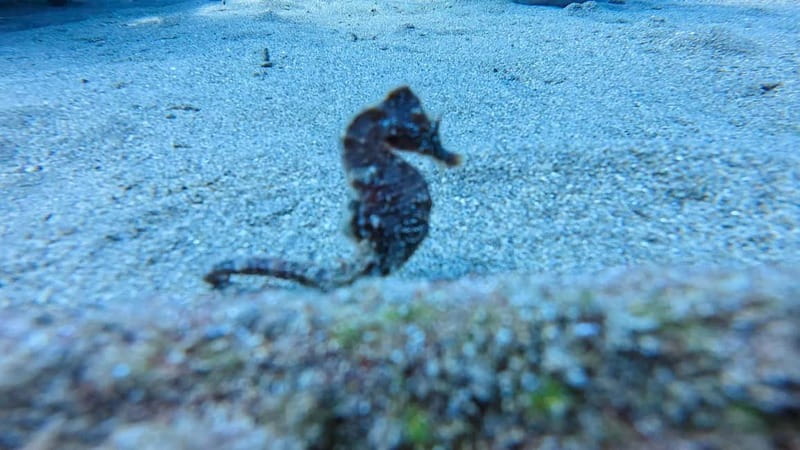 Lanzarote Your First Scuba Diving Experience - Marine Life Off Lanzarote: What You’re Likely to See