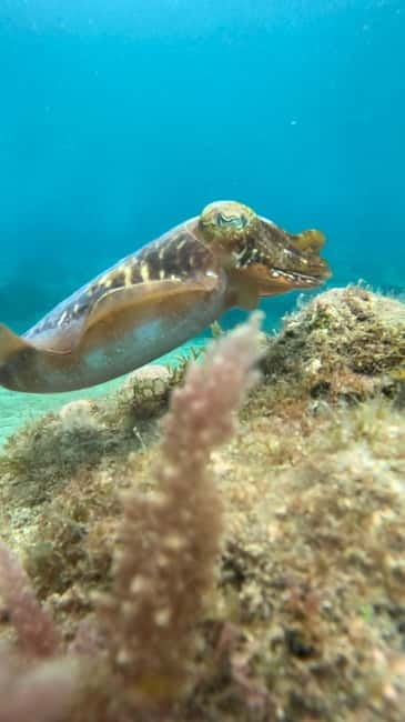 Lanzarote Your First Scuba Diving Experience - Who This Is For (And Who Should Think Twice)