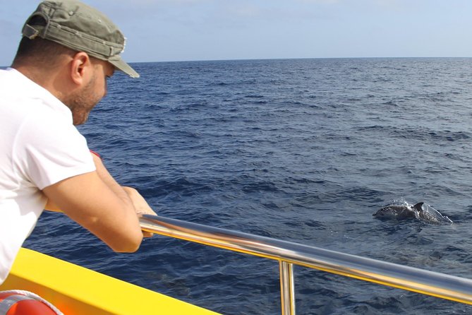 Lobos Island - The dolphin route - Dolphin spotting realities: how to manage expectations