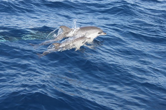 Lobos Island - The dolphin route - The documentation and access rules that affect your booking