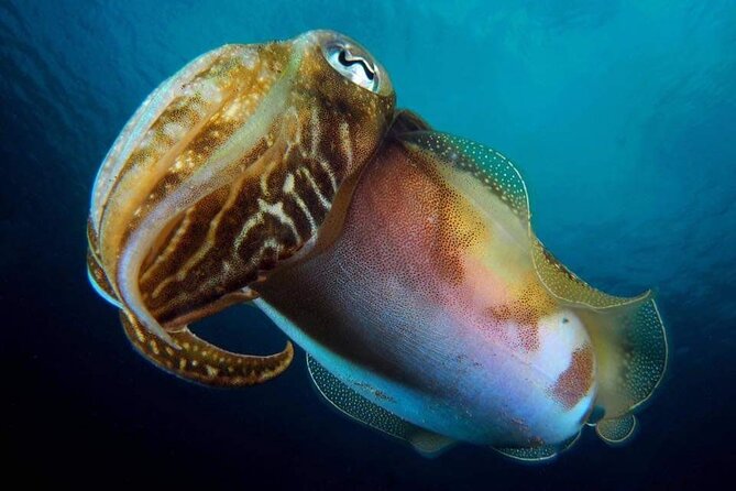 Make a private Try Dive, for your first Scuba experience! - Price and value: what you’re paying for at $106.82