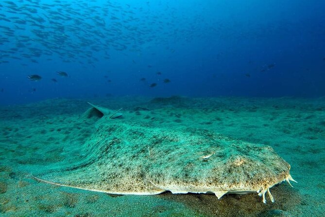 Make a private Try Dive, for your first Scuba experience! - Timing rules and weather checks: keep your schedule flexible