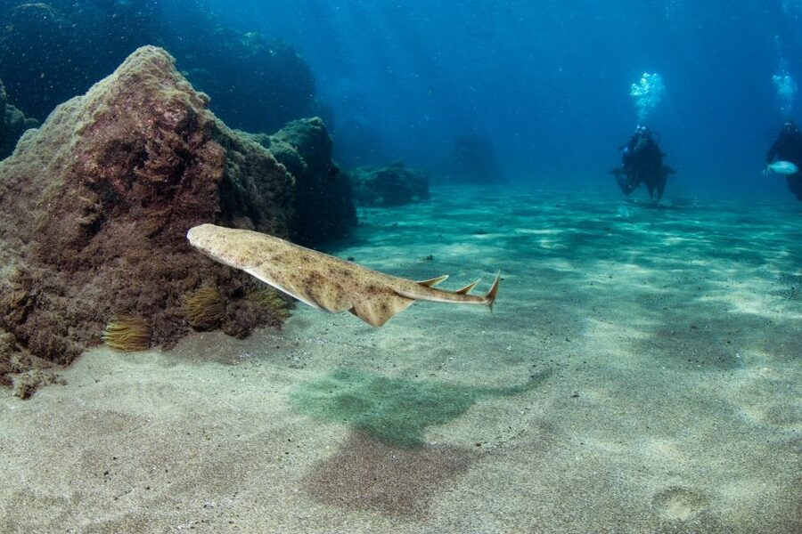 Museo Atlantico: Diving Class for Non-Certified Divers - Key highlights worth your attention