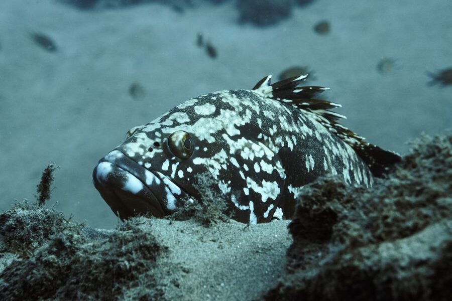 Puerto del Carmen: 2 Guided Scuba Dives (certified only) - Price and value: is $118 worth it?