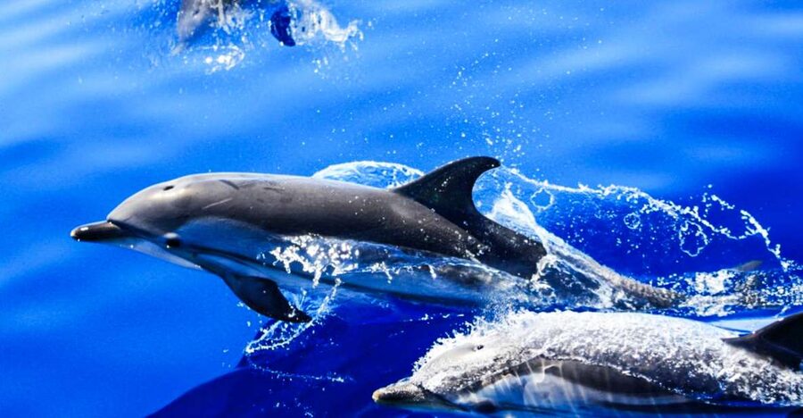 Puerto del Carmen: Dolphin-Watching Speedboat Tour with Swim - Key points to know before you go