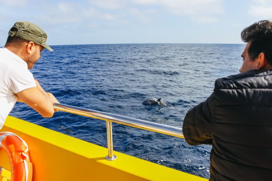 Puerto del Carmen: Dolphin-Watching Speedboat Tour with Swim - Not for everyone: mobility limits and swim-minded expectations