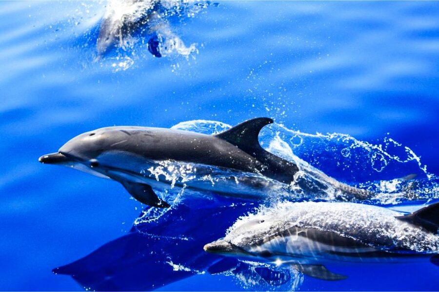 Puerto del Carmen: Dolphin-Watching Speedboat Tour with Swim - Biosfera Jet speedboat: what makes this tour feel different