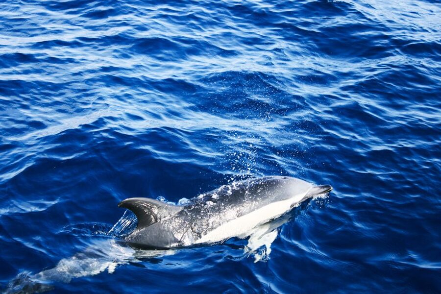Puerto del Carmen: Dolphin-Watching Speedboat Tour with Swim - Value check: is $41 good money for a 1.5-hour trip?