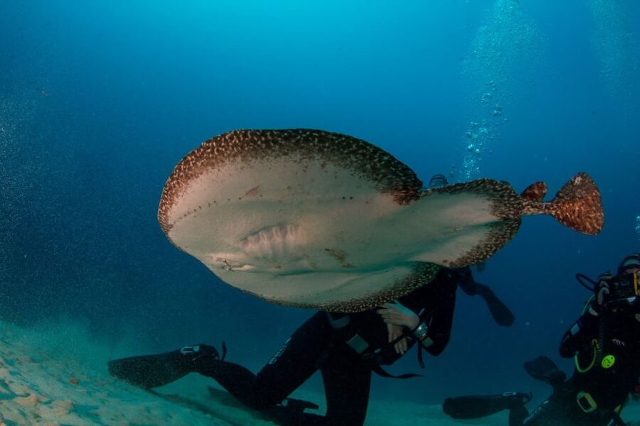 Puerto del Carmen: Guided Scuba Dive (certified only) - Finding the right meet-up: Atlantis in Puerto del Carmen