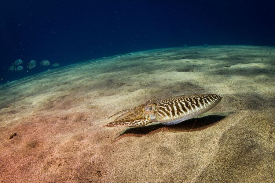 Puerto del Carmen: Guided Scuba Dive (certified only) - Who this is perfect for (and who should skip it)