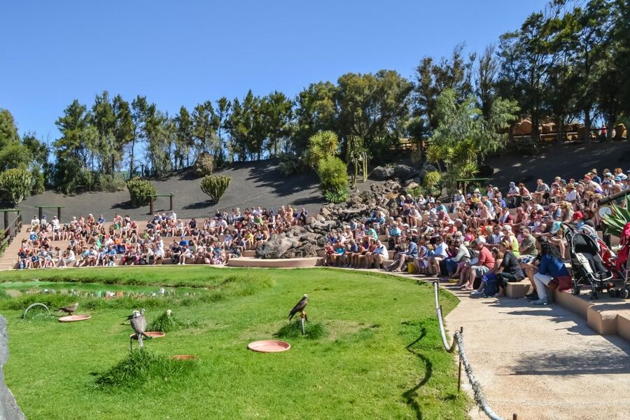 Puerto del Carmen: Rancho Texas Lanzarote Park Entry Ticket - Birds of prey and the parrot moment for kids