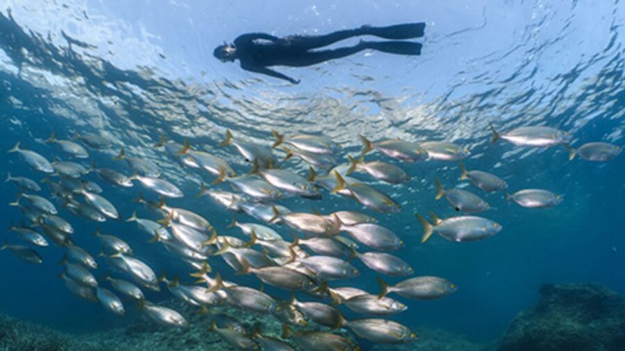 Puerto del Carmen: Snokel tour with an instructor - Should You Book Atlantis Diving Lanzarote’s Puerto del Carmen Snorkel?