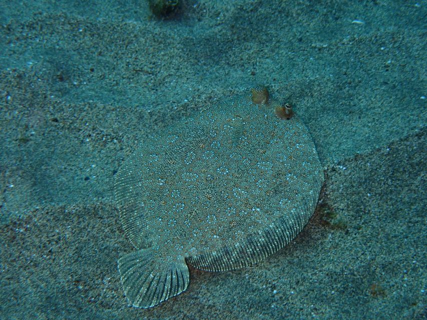 Puerto del Carmen: Snorkeling Trip with Dive Instructor - Safety and the no-touch rule: why it makes the trip better