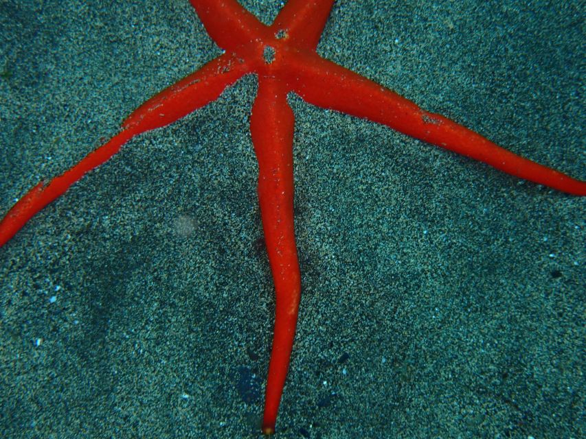 Puerto del Carmen: Snorkeling Trip with Dive Instructor - Your guide’s job: teaching you to snorkel and helping you spot marine life