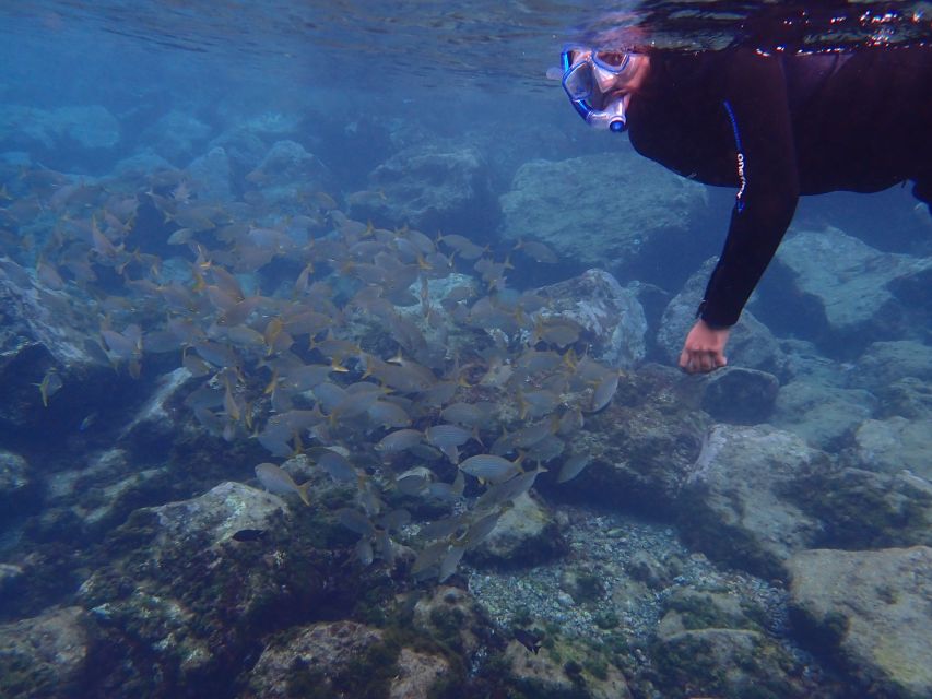 Puerto del Carmen: Snorkeling Trip with Dive Instructor - What you’ll see: Lanzarote’s Atlantic wildlife from the surface