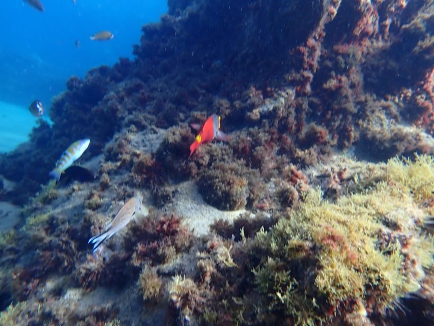 Puerto del Carmen: Snorkeling Trip with Dive Instructor - What to bring (so you don’t waste your best snorkeling hour)