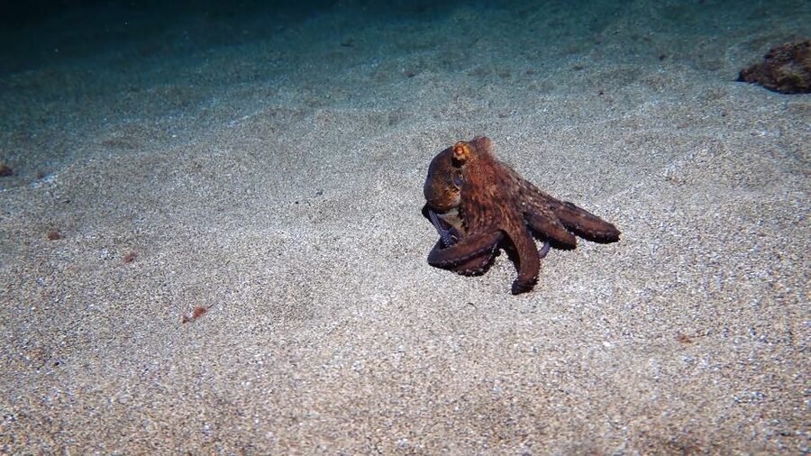 Puerto del Carmen: Try Scuba Diving from the beach - FAQ