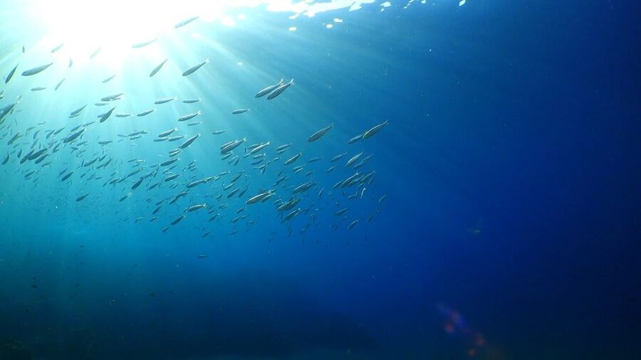 Puerto del Carmen: Try Scuba Diving from the beach - The 2-hour flow: briefing, practice, then a reef swim up to 12m