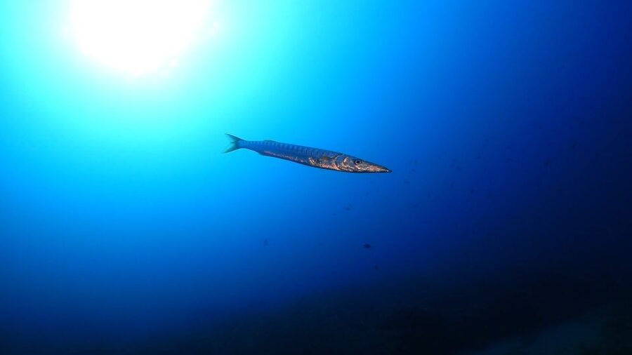 Puerto del Carmen: Try Scuba Diving from the beach - Who should book this and who should skip it