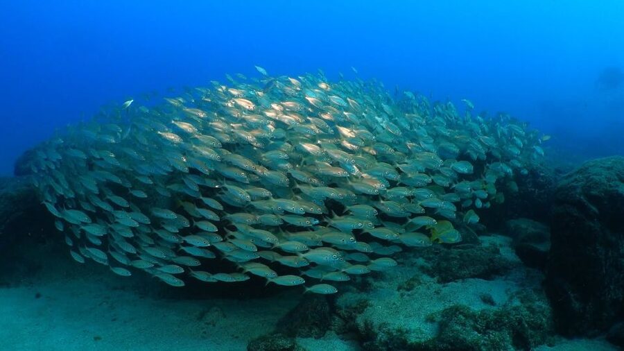 Puerto del Carmen: Try Scuba Diving from the beach - Logistics that make or break a first-time session