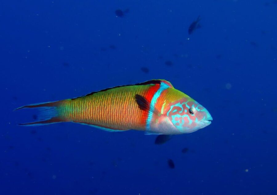 Puerto del Carmen: Try Scuba Diving with 1 Dive - Gear, insurance, and free photos/videos that make the day stick