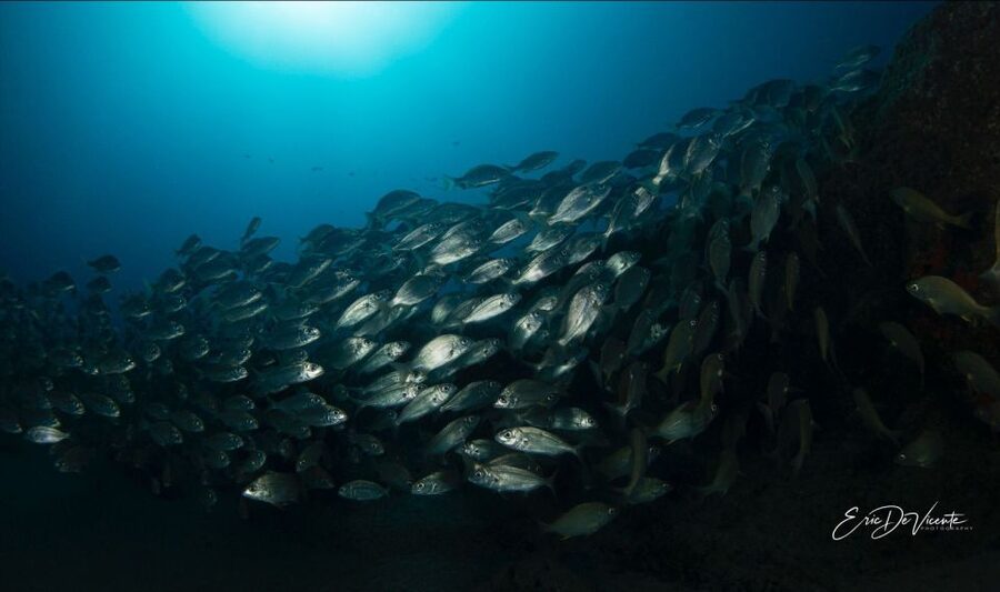 Puerto Del Carmen: Try Scuba Diving with 2 Dives and Photos - Key highlights you’ll care about