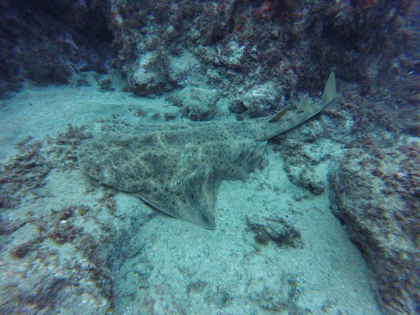 Puerto Del Carmen: Try Scuba Diving with 2 Dives and Photos - Practical tips so you feel ready at the water’s edge