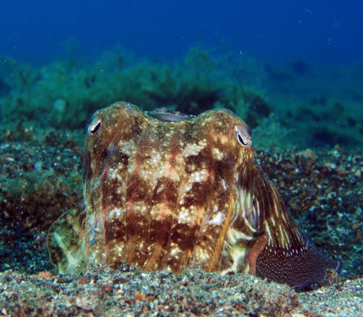 Puerto Del Carmen: Try Scuba Diving with 2 Dives and Photos - Should you book Atlantis’s 2-session scuba try in Puerto del Carmen?