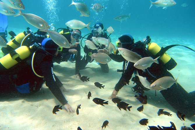 Scuba Diving (Basic Diver - 2 dives) - Key points to know before you go