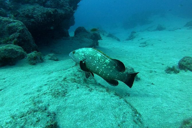 Scuba Diving in Lanzarote (for certified divers only) - Where you meet and how the 8:15 morning flows