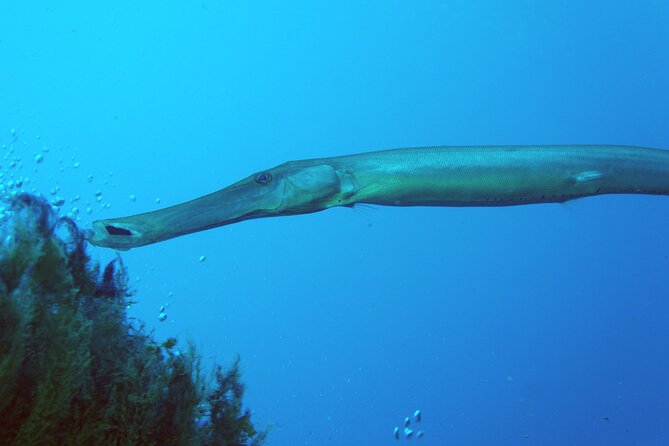 Scuba Diving in Lanzarote (for certified divers only) - Playa Chica’s shore sites: depth options and volcanic features