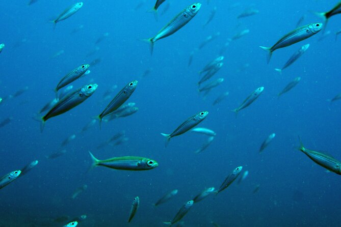 Scuba Diving in Lanzarote (for certified divers only) - Two underwater sessions, timed for comfort: 45 minutes each