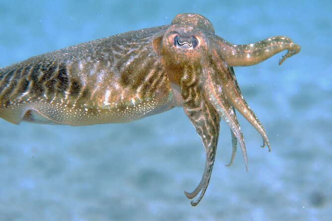 Scuba Diving in Lanzarote (for certified divers only) - Marine life chances: how to make sightings more likely