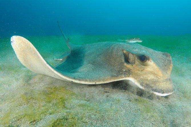 Single Dive for qualified divers from shore, region Puerto del Carmen. - Key highlights that make this worth your time