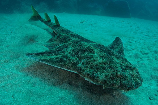 Single Dive for qualified divers from shore, region Puerto del Carmen. - A small-group shore session in Puerto del Carmen