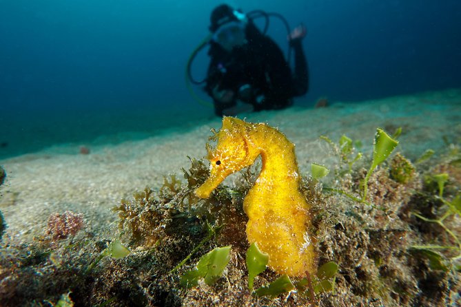 Single Dive for qualified divers from shore, region Puerto del Carmen. - Gear, readiness, and what to bring from shore