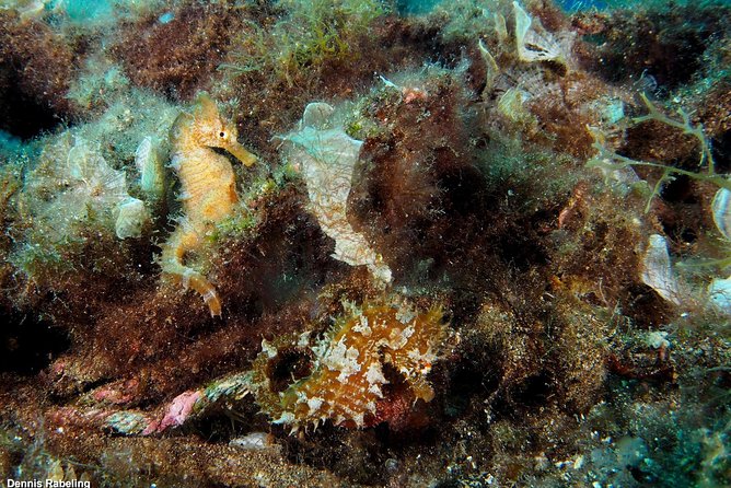Single Dive for qualified divers from shore, region Puerto del Carmen. - Should you book this shore-based single session?