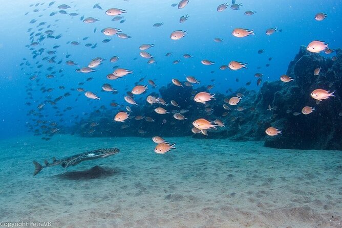 Single Scuba Try-Dive in Puerto del Carmen - small groups - 2 hours - Meeting at 14:30: what the start feels like (and why it matters)