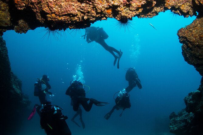 Single Scuba Try-Dive in Puerto del Carmen - small groups - 2 hours - Price and value: is $84.21 worth it?