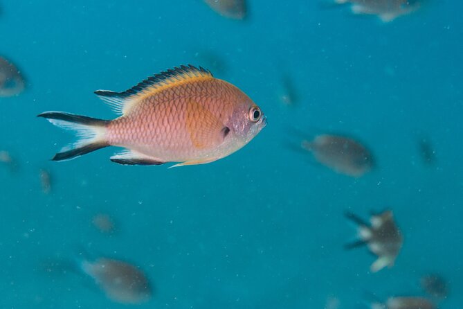 Single Scuba Try-Dive in Puerto del Carmen - small groups - 2 hours - Timing on Lanzarote: how the 2.5 hours likely plays out for you