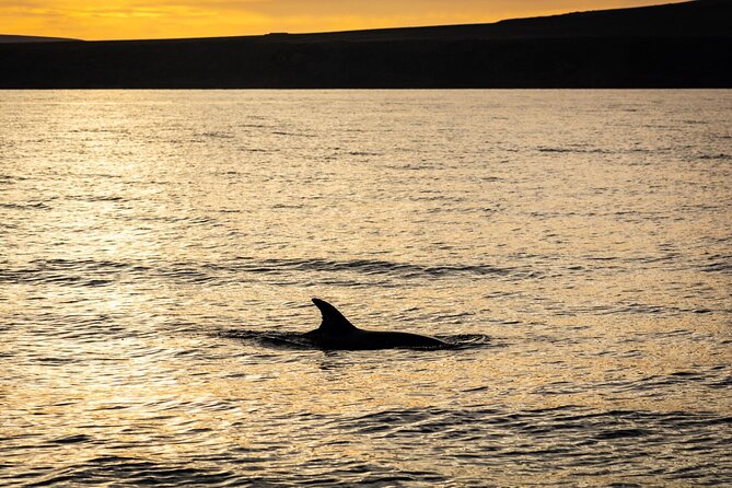 Small Group Dolphin Sunset Tour on Electric Catamaran Lanzarote - OceanBeer, Beer, Soda, and Snacks: What’s Included