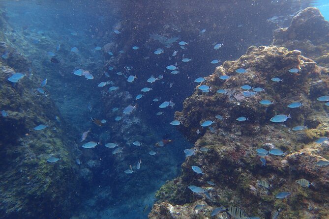 Snorkel in Lanzarote with Guide - Marine life spotting gets better when your guide teaches you how to look