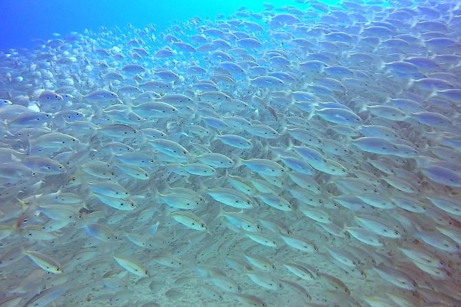 Snorkel in Lanzarote with Guide - Meeting point clarity: Playa Chica area, easy access, and a midday start