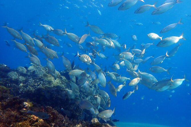 Snorkeling in Costa Teguise: 2-Hour Guided Tour in Lanzarote - Where you snorkel: nearshore, surface views, marine life