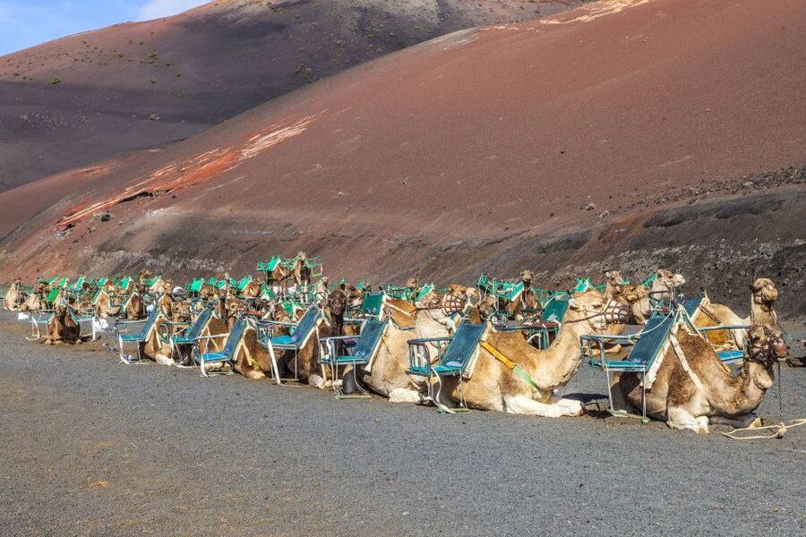 South Tour: Timanfaya National Park - Key things to know before you go